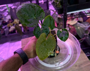 Anthurium VelvetMask x RG Dressleri Hybrid - Select Live Plant #5