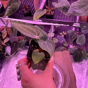 May include: A small potted plant with large, veined leaves is held in a hand. The plant has a heart-shaped leaf and is labeled with the number "13". Other plants are visible in the background under grow lights.