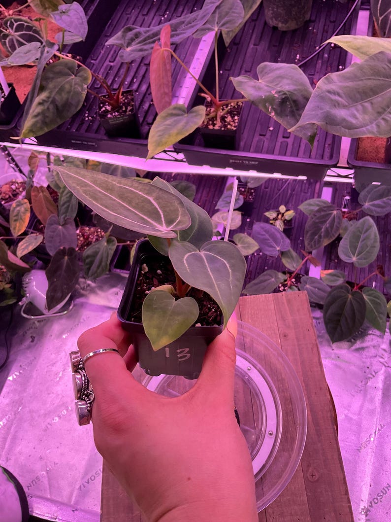 May include: A small potted plant with large, veined leaves is held in a hand. The plant has a heart-shaped leaf and is labeled with the number "13". Other plants are visible in the background under grow lights.