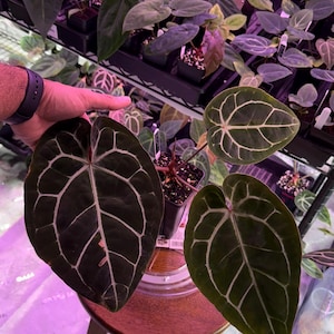 Anthurium Michelle X Zara Doc Block - Etsy