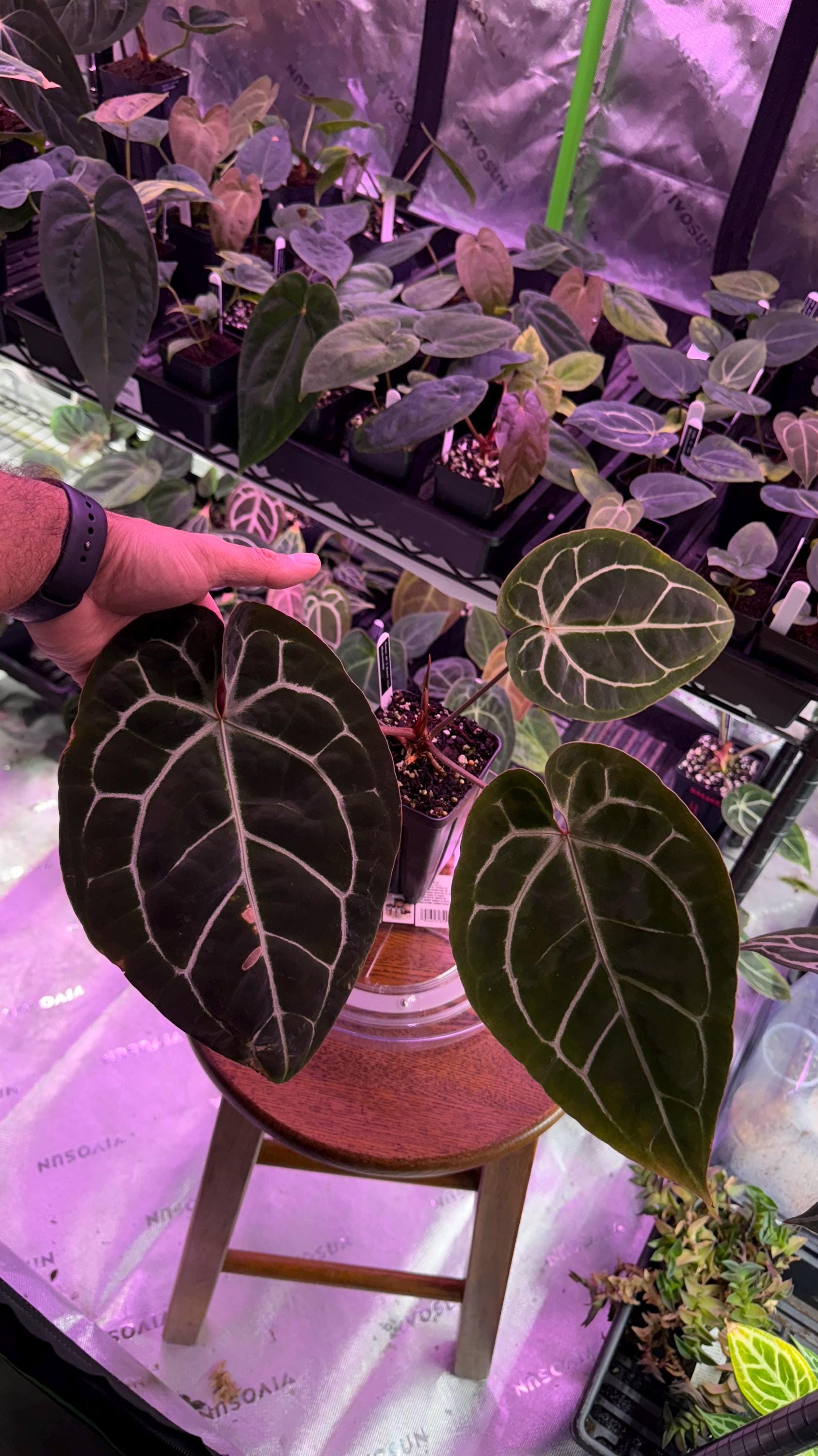 Anthurium Michelle X Zara Doc Block - Etsy