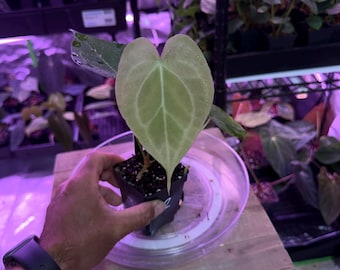 Rare Anthurium Hybrid Plant - NSE Delta Force Clone x BVEP #2