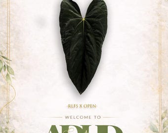 Anthurium RLFS X Open ,(2) - 1 Leaf Sprouted Seedling, New Hybrid Drop! Head to shop for winter shipping!