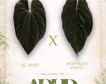 Anthurium SC BVEP  X Midnight Velvet (SKG Clone)(Australian Hybrid),1 Potted up Seedling in 3” Pot, Growers Choice for vigor & size