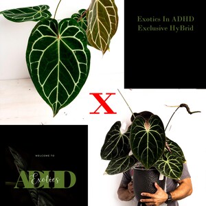 May include: Two plants with large, dark green leaves with light green veins. The plant on the left has a red 'X' in front of it. The plant on the right is being held by a person. The text on the image reads 'Doc Block Brielle X Zara', 'Exotics In ADHD Exclusive HyBrid', 'Welcome to Exotics', 'From our garden to yours', 'Besseae Aff'. 