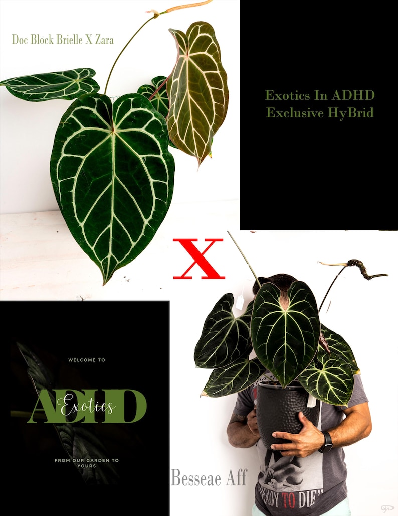 May include: Two plants with large, dark green leaves with light green veins. The plant on the left has a red 'X' in front of it. The plant on the right is being held by a person. The text on the image reads 'Doc Block Brielle X Zara', 'Exotics In ADHD Exclusive HyBrid', 'Welcome to Exotics', 'From our garden to yours', 'Besseae Aff'. 