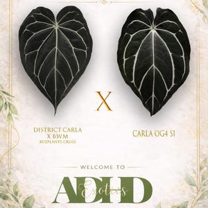 May include: An image showcasing two dark green, heart-shaped leaves with prominent white veining, set against a light background. Text includes "Exclusive Hybrid Exotics In ADHD" and plant names. Decorative floral elements frame the design.