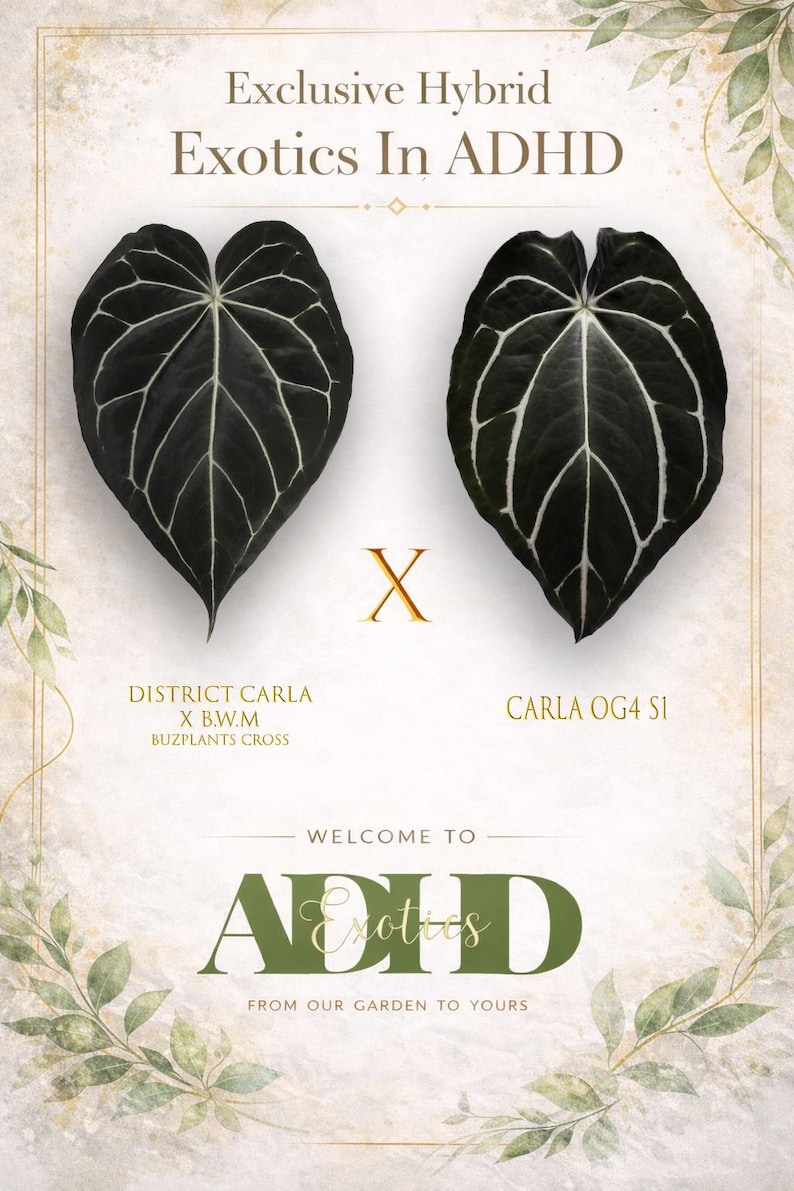 May include: An image showcasing two dark green, heart-shaped leaves with prominent white veining, set against a light background. Text includes "Exclusive Hybrid Exotics In ADHD" and plant names. Decorative floral elements frame the design.