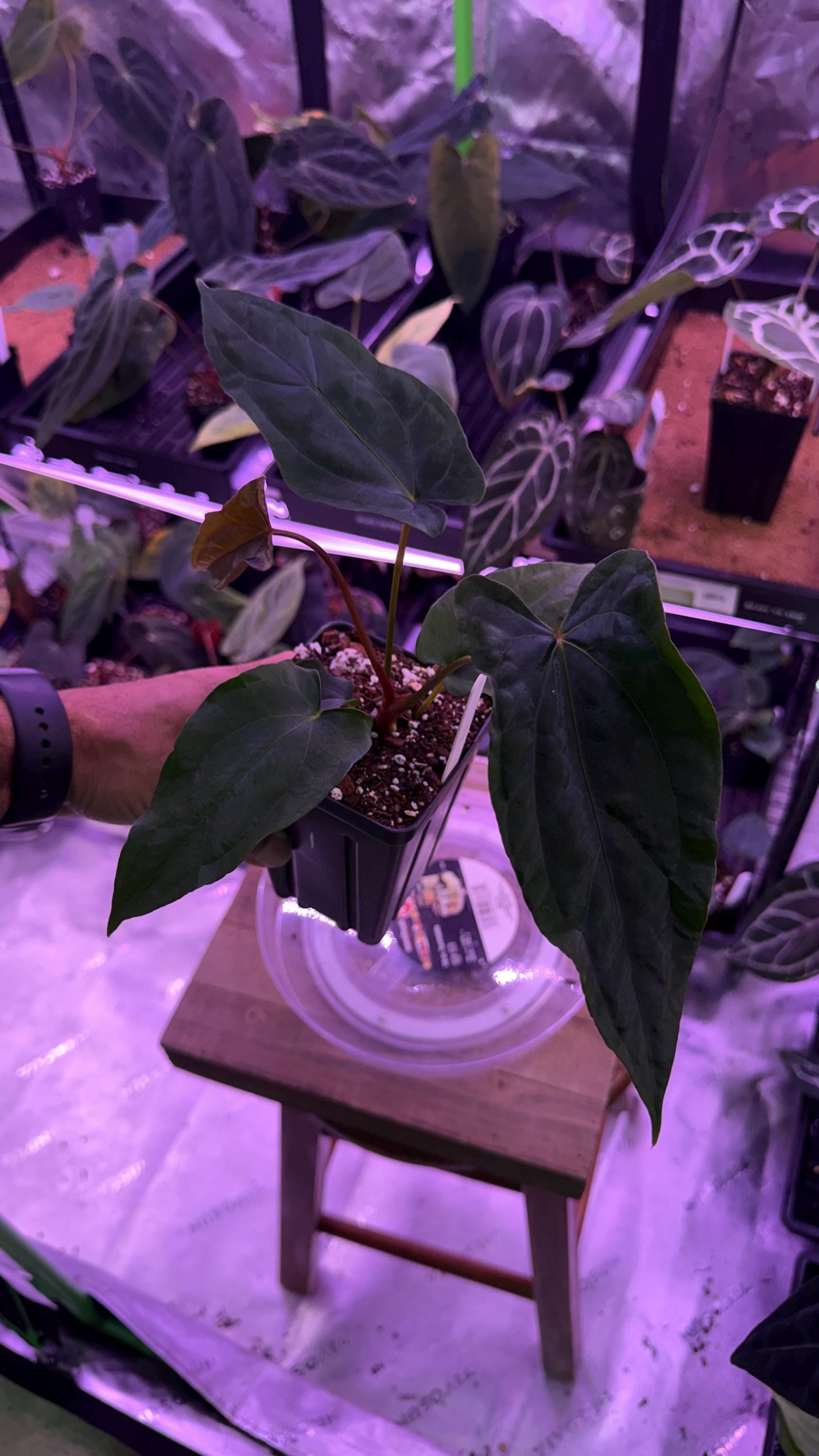Anthurium Papillilaminum X Fort Sherman - Etsy