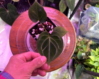 Hu KoS x Self  , (#14) King Of Spades Exclusive Hold Backs, Exact Plant ,  DONT FORGET! check our shop for winter shipping upgrages!