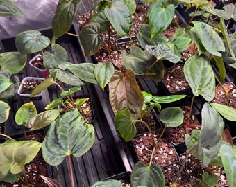 アンスリウム　ポーティラエ x パピFS アンスリウム ポーティラエ x パピFS アンスリウム ポーティラエ