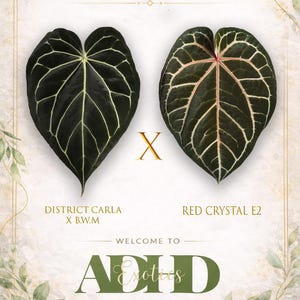 Op de afbeelding: Twee hartvormige donkergroene bladeren met opvallende witte nerven. Het linkerblad is gelabeld District Carla X B.W.M en het rechterblad Red Crystal E2. De tekst luidt Exclusive Hybrid Exotics In ADHD en Welcome To ADHD Exotics From Our Garden To Yours.