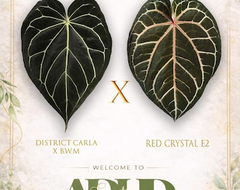 Anthurium (Carla 'District' x Black Widow Michelle) X Red Crystallinum E2 Growers Choice Seedlings Winter and Shipping upgrades in shop!