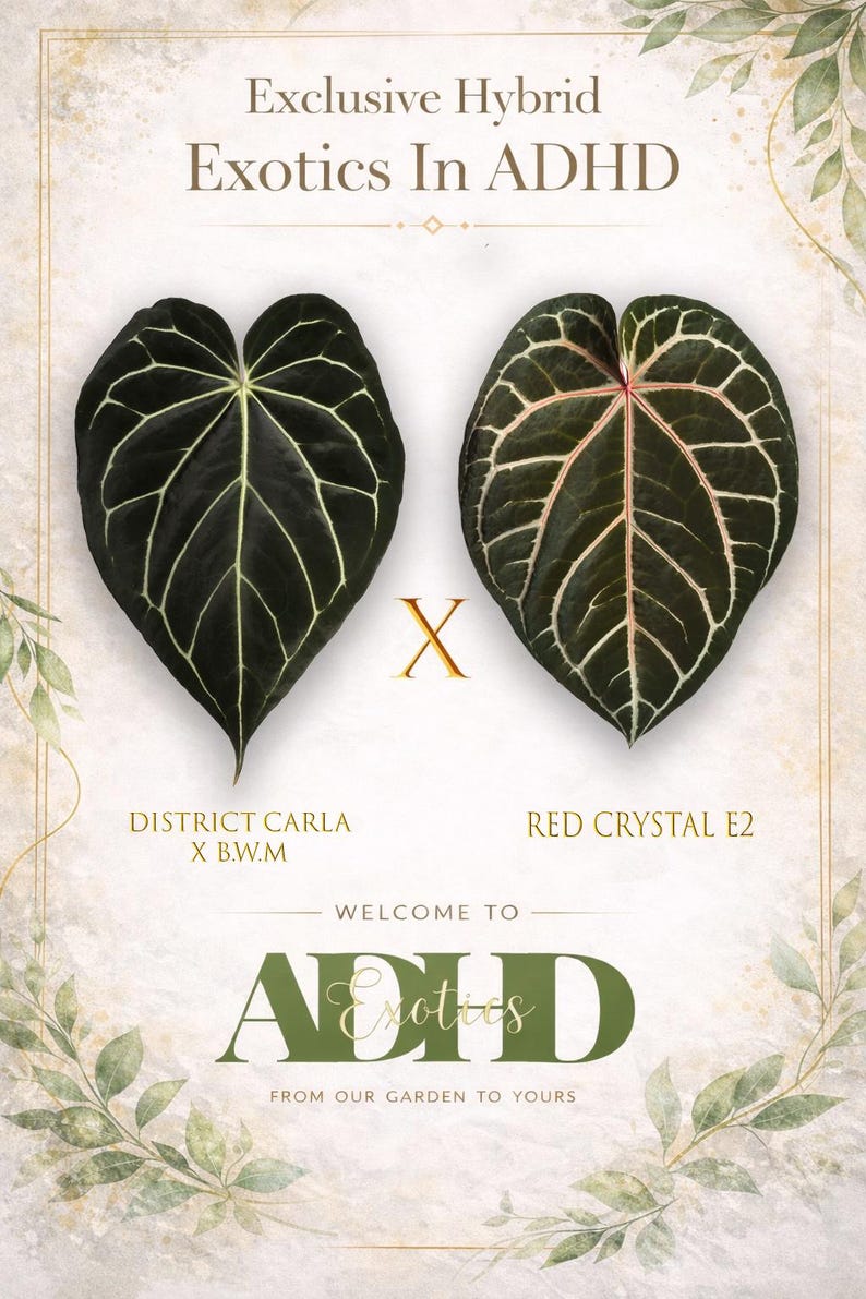 Op de afbeelding: Twee hartvormige donkergroene bladeren met opvallende witte nerven. Het linkerblad is gelabeld District Carla X B.W.M en het rechterblad Red Crystal E2. De tekst luidt Exclusive Hybrid Exotics In ADHD en Welcome To ADHD Exotics From Our Garden To Yours.