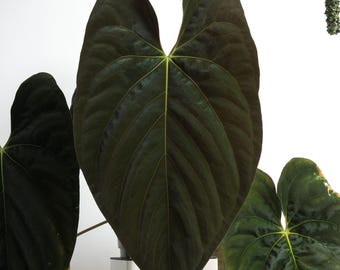Anthurium SC1 X SC2 Papillilaminum X Dark Phoenix Seedlings
