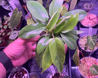 Philodendron Squamiferum Seedling, Seed grown by us, not Tissue Cultured, See our Tiktok for the process! Multiple Plants!