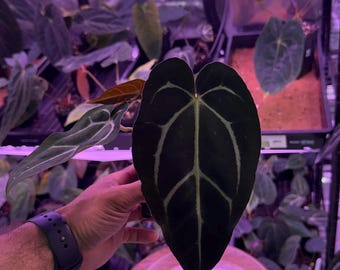 Anthurium Carlablackiae OG4 S1 X Carla A1 S1, #5 Select Exact Plant , 3” Pots, Exclusive ExoticsinADHD Drop!