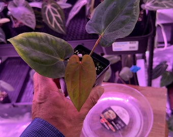 Midnight Velvet X CarlaBlackiae OG4 S1, #5 Select Exact Plant, ExoticsInADHD exclusive Hybrid, Head to shop for Ship Upgrade