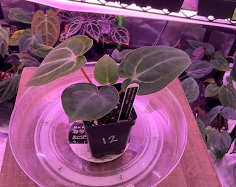 Anthurium (Carla 'District' x Black Widow Michelle) X Carla OG4 S1 , #12 Select  , New Exotics In ADHD Hybrid Drop!