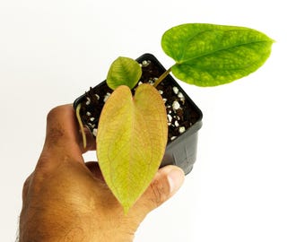 Anthurium (Long x Long Bullet) X Tezula BVEP , Growers Choice, 3.5" Potted in our Anthurium Seedling mix  Exclusive ExoticsinADHD Drop!