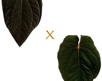 Scott Cohen Anthurium Antolakii (known as BVEP) X NSE Anthurium