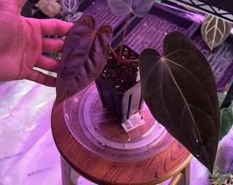 Anthurium Carlablackiae A1 Self X Tezula BVEP #6 Select Exact  Plant  4” tall pots, WINTER & UPGRADE shipping in our shop, its cold now!