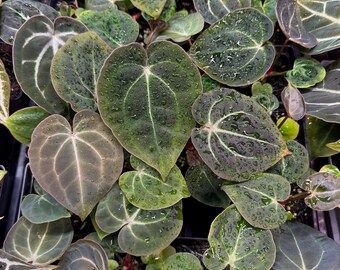 Anthurium Besseae Aff x Doc Block Michelle Select, large Seedlings Potted in 3" Pots, GROWERS CHOICE, Purple,  Add winter shipping!