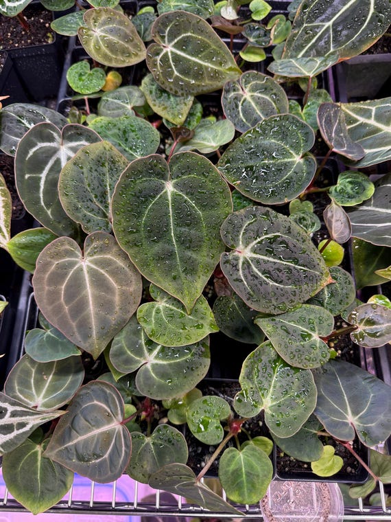 Anthurium Besseae Aff X Doc Block Michelle Select, Large Anthurium Besseae Aff X Doc Block Michelle Select, Large