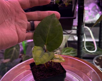 Anthurium Besseae Aff X RLFS  ,Select Seedling, Exact seedling (#2)  in 3” tall  pot. Exclusive ExoticsinADHD Drop!