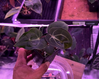 Anthurium (Carla 'District' x Black Widow Michelle) X Carla OG4 S1 , #7 Select  , New Exotics In ADHD Hybrid Drop!