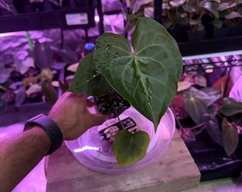 Anthurium Clarinervium S1 X , #1 Select Exact Plant , head to shop for ship upgrades, Exclusive ExoticsinADHD Drop!