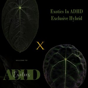 Anthurium VelvetMask x Fortsherman X Dark Form Forgetii E1, Seedling in 3.5&quot; Pots, Exclusive ExoticsinADHD Drop!