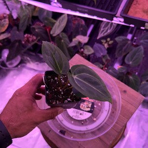 May include: A small potted plant with large, dark green leaves with prominent veining. The plant is held in a black square pot, sitting on a wooden surface. Other plants are visible in the background.