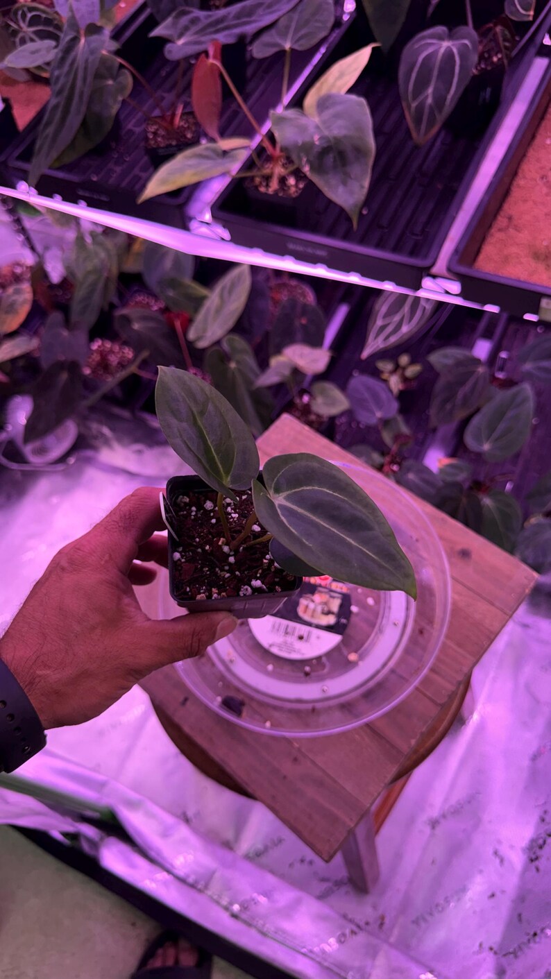 May include: A small potted plant with large, dark green leaves with prominent veining. The plant is held in a black square pot, sitting on a wooden surface. Other plants are visible in the background.