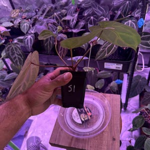 Op de afbeelding: Een kleine potplant met brede, hartvormige groene bladeren met opvallende lichtgekleurde nerven. De zwarte plastic kweekpot is gemarkeerd met het nummer 51 in witte inkt en bevat een op aarde gebaseerd groeimedium voor de plant.