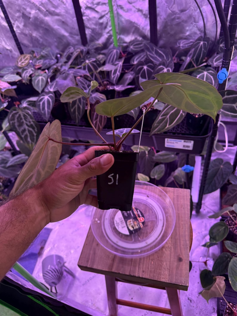 Op de afbeelding: Een kleine potplant met brede, hartvormige groene bladeren met opvallende lichtgekleurde nerven. De zwarte plastic kweekpot is gemarkeerd met het nummer 51 in witte inkt en bevat een op aarde gebaseerd groeimedium voor de plant.