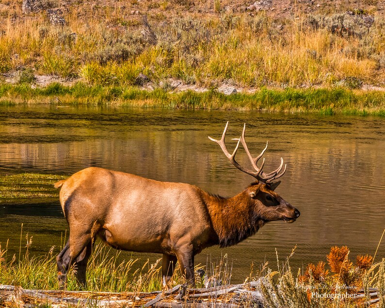 Yellowstone National Park 2024 Wall Calendars US & CA Etsy