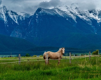 American Cream, Draft Horse Photo, Mission Mountains Wall Art, Montana Photography, Horse Photo, Mountain Landscape Photography