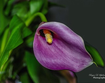 Purple Calla Lily Photographic Print, Flower Photography, Floral Wall Art