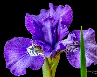 Purple Iris Photographic Print, Flower Photography, Floral Wall Art