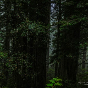Dark Forest, Redwood National Park Photography, Redwood Forest, Northern California Photography