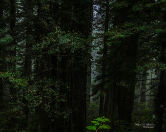 Dark Forest, Redwood National Park Photography, Redwood Forest, Northern California Photography