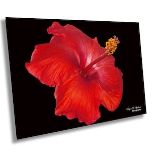 Red Hibiscus Photographic Print, Flower Photography, Floral Wall Art