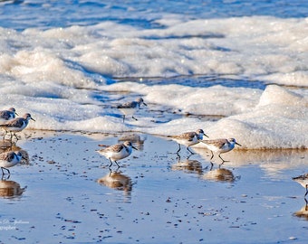 Sanderlings and Surf, Pacific Shore Birds, Bird Photography, Shoreline Photography, Oregon Coastal Art, Birds in Surf