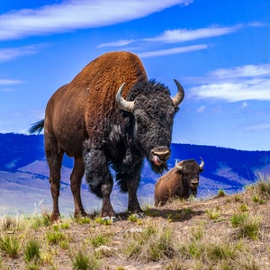 Byki bizonów na Red Sleep Mountain, krajobraz Montany, wydruk Buffalo Range, zdjęcie bizona z Montany, wydruk Western Home, plakat Bison Art