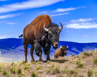 Bison Bulls on Red Sleep Mountain, Montana Landscape, Buffalo Range Print, Montana Bison Photo, Western Home Print, Bison Poster Art