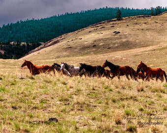 Montana Horse Photography, Iconic Montana Landscape, Equine Photography, Horse Wall Art