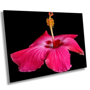 Red Hibiscus Photographic Print, Flower Photography, Floral Wall Art