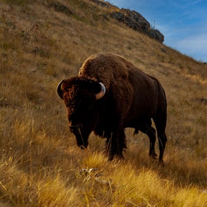 Byk bizona na Red Sleep Mountain, krajobraz Montany, wydruk Buffalo Range, zdjęcie bizona Montana, wydruk Western Home, plakat Bison Art