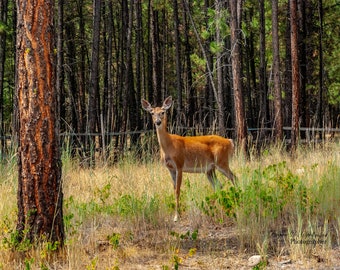 A Deer in the Yard, Montana Wildlife Landscape, White-tail Deer Photo Print, Montana Forest Photo, Western Home Print, Deer Poster Art